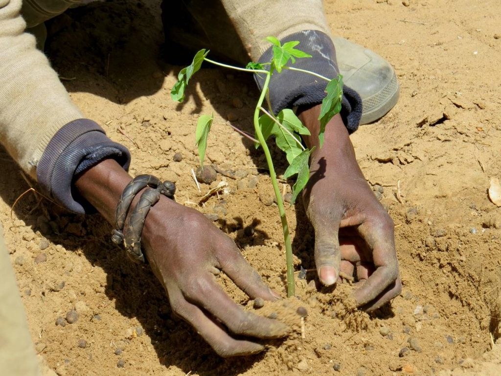 Helping hands - Baye Fall supporting the Tolou Keur Procect helping planting